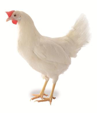 This image for Image Layouts addon