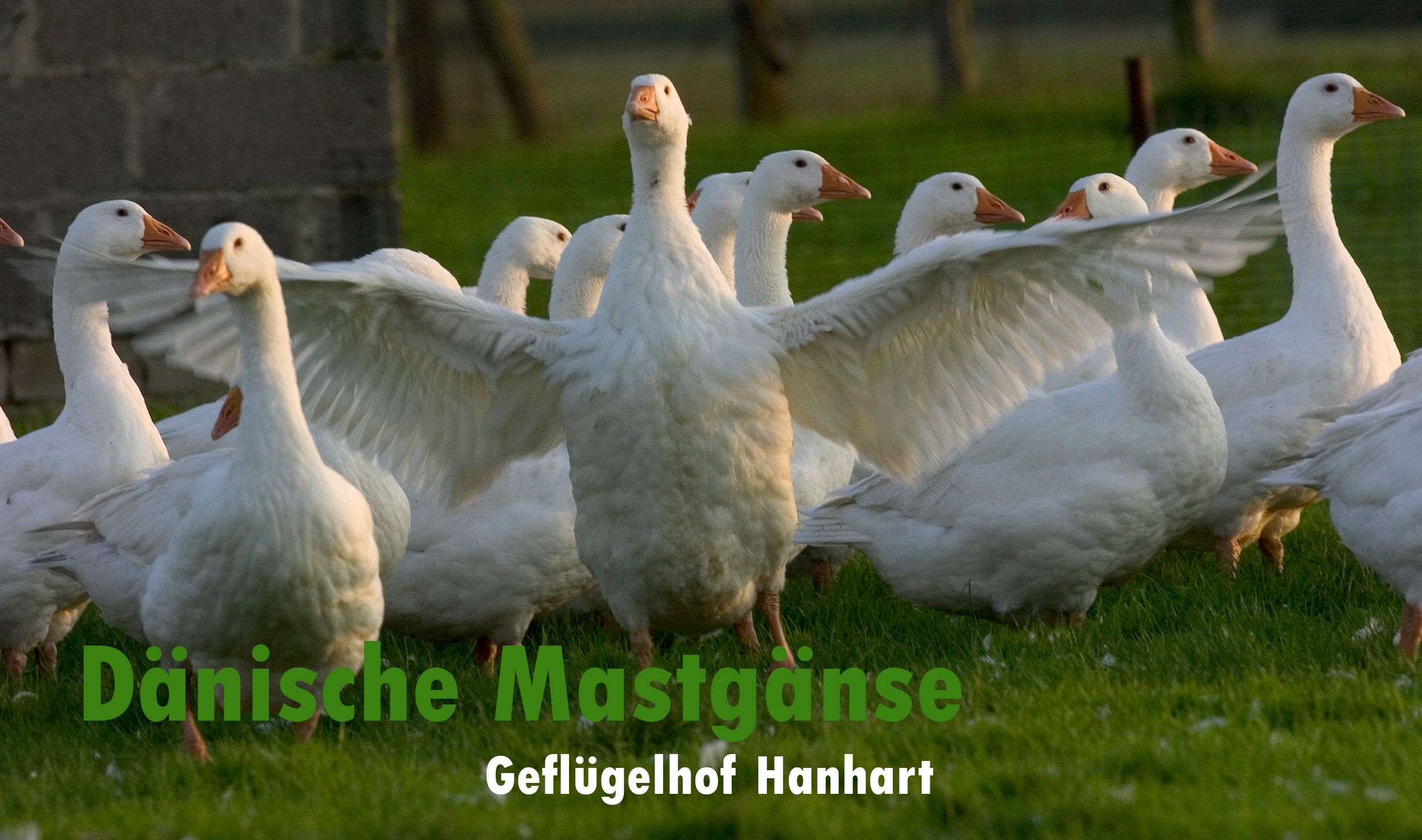 Geflügelhof-Hanhart