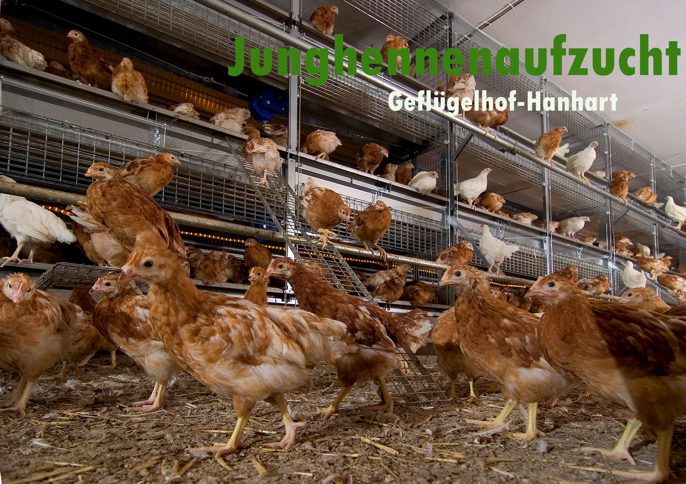Geflügelhof-Hanhart